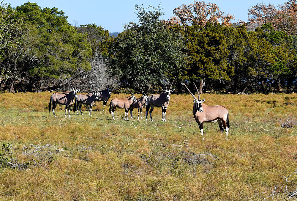 texas safari ranch services